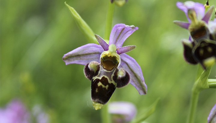 Balade nature dans le bois de la Bastière